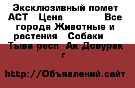 Эксклюзивный помет АСТ › Цена ­ 30 000 - Все города Животные и растения » Собаки   . Тыва респ.,Ак-Довурак г.